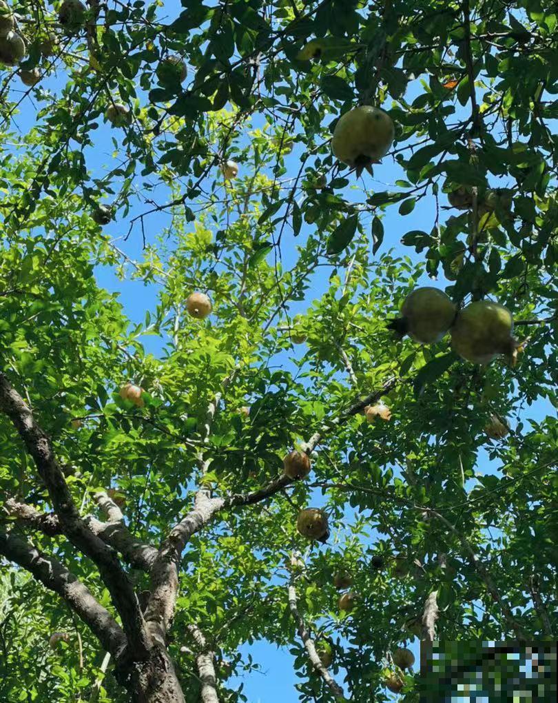 门前种三树,家旺富三世,3种“旺宅”树,养起来有“好兆头” 门前种三树,家旺富三世,3种“旺宅”树,养起来有“好兆头”