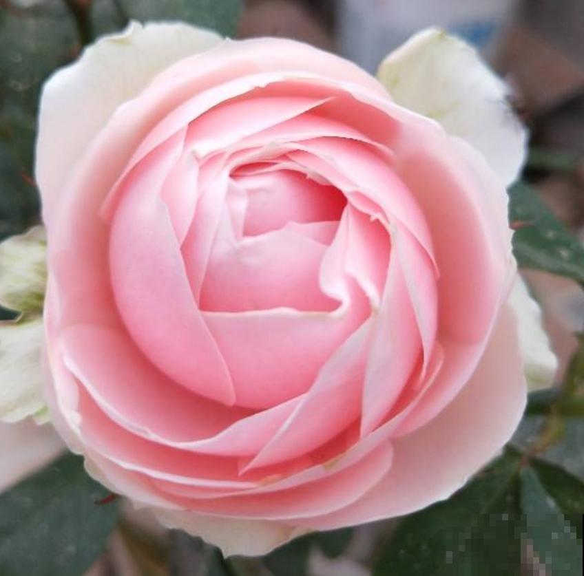 养花遇到红蜘蛛,教你3招让它“全军覆没”,简单好用 养花遇到红蜘蛛,教你3招让它“全军覆没”,简单好用