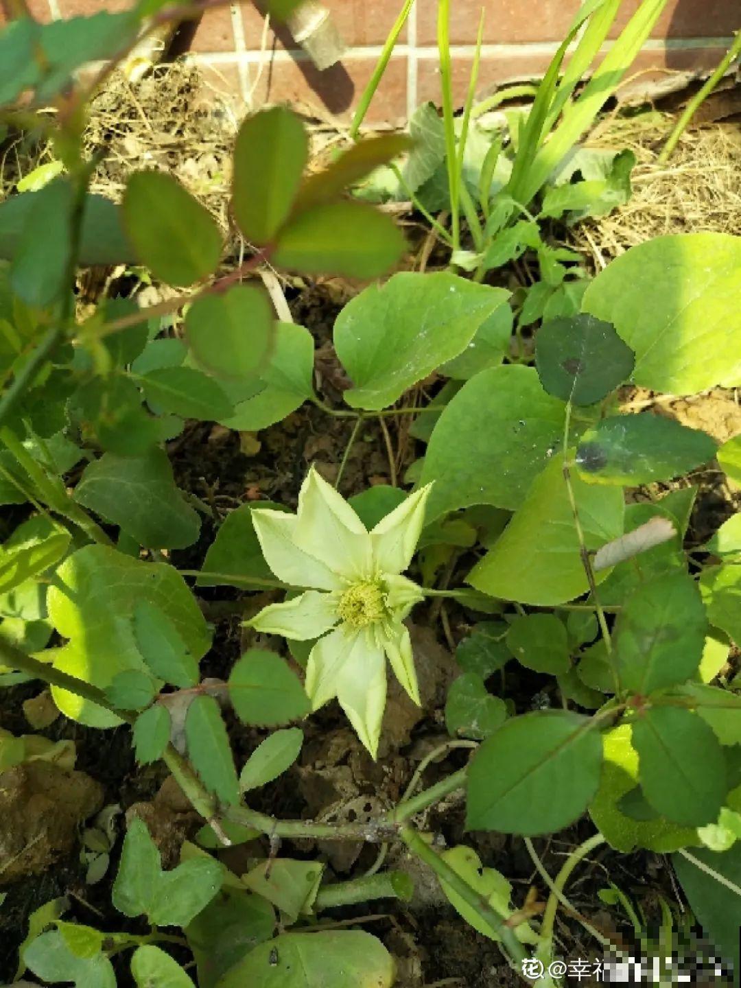 不良商贩真缺德，高价卖假货，不少人都上当