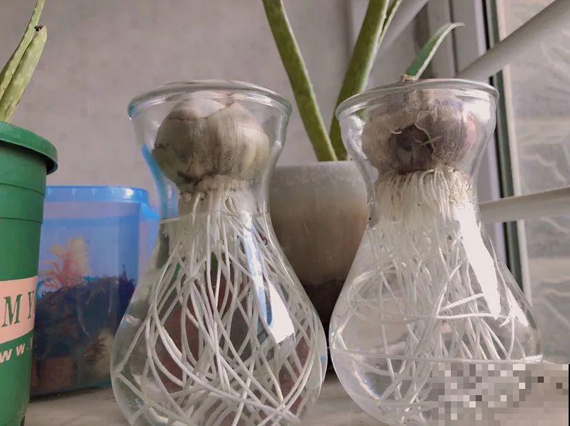 1种花就是“活香水”，一个“洋葱头”放水里，开花满屋飘香