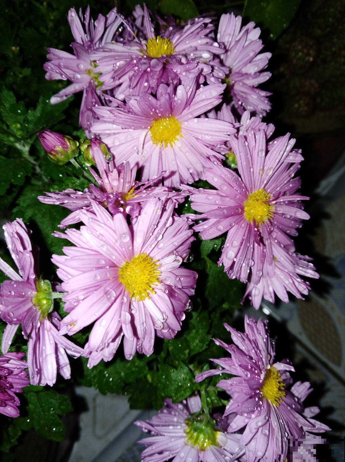 自制养花杀虫水，效果好没污染，安全放心