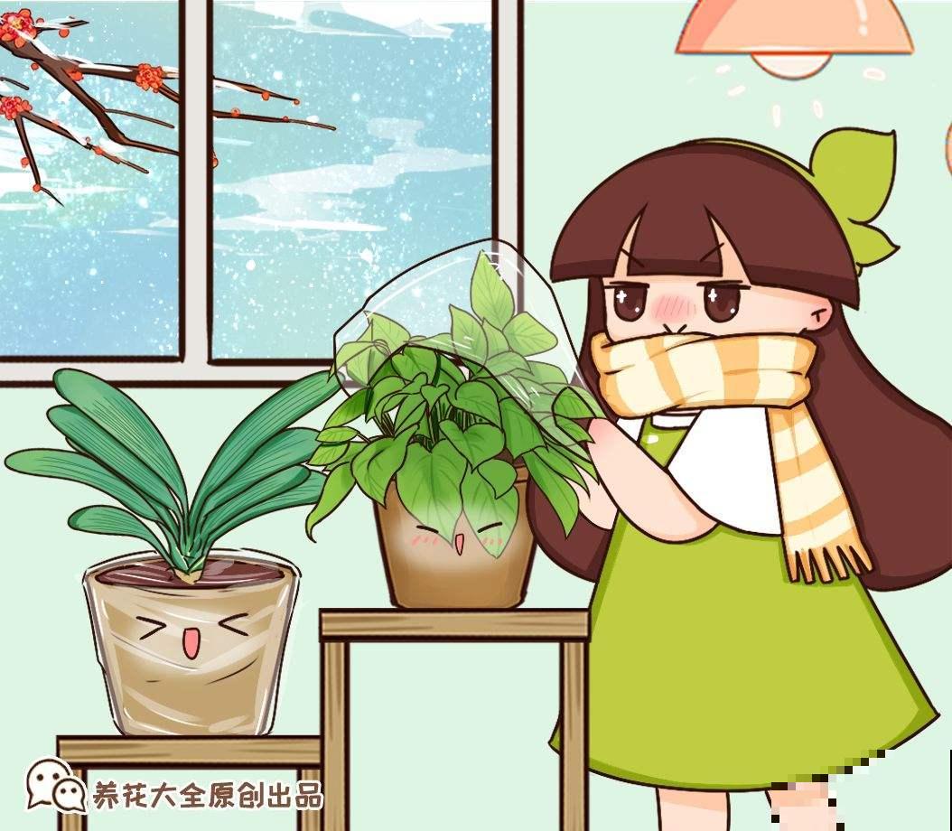 养花人的通病:3天绿3天黄3天“见阎王”,到底该如何解决 养花人的通病:3天绿3天黄3天“见阎王”,到底该如何解决