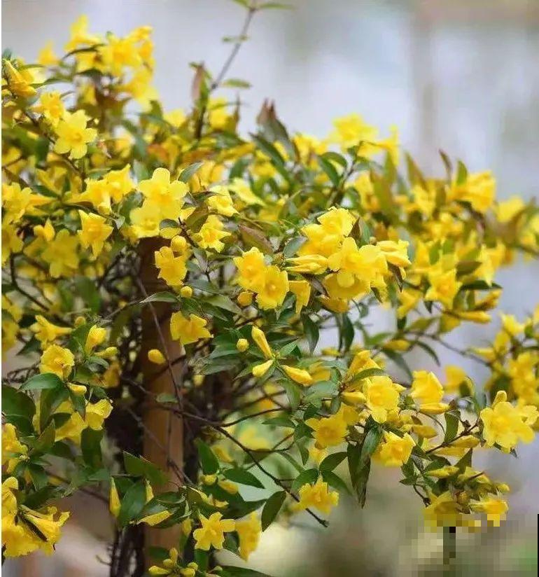 花量巨大的法国香水,被称作开花界“航空母舰”,花期能有大半年 花量巨大的法国香水,被称作开花界“航空母舰”,花期能有大半年
