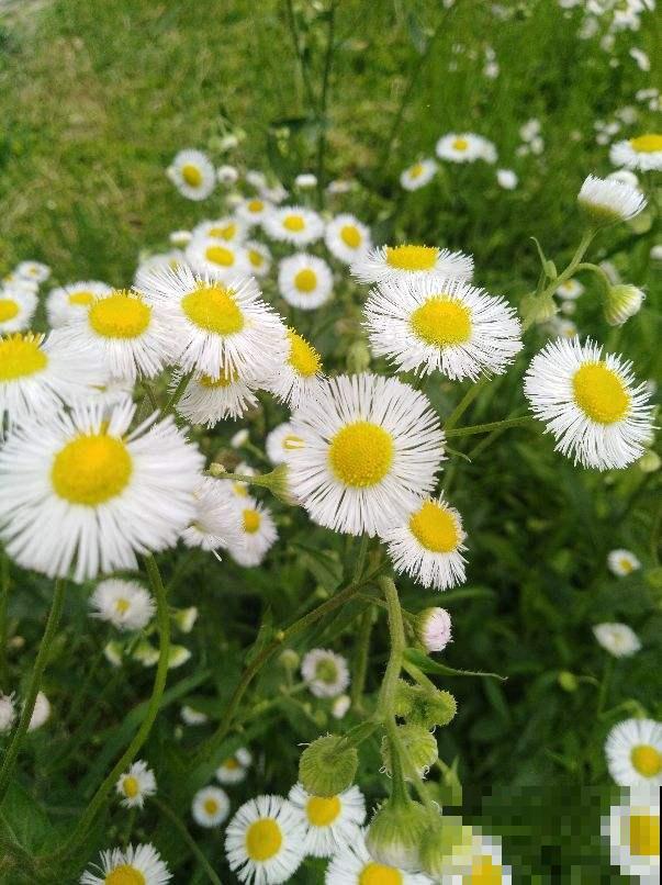 养了2盆野花，婆婆却说“不吉利”，还差点给扔掉