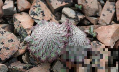 路边看到6种花，千万别随便采，可能会惹麻烦