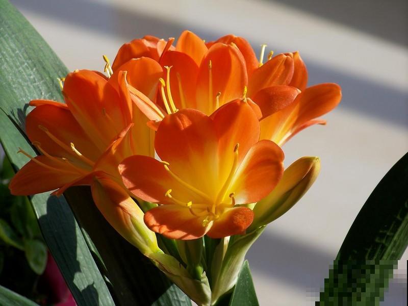 5种植物越养越枯，老手都养不活，再好看也慎养