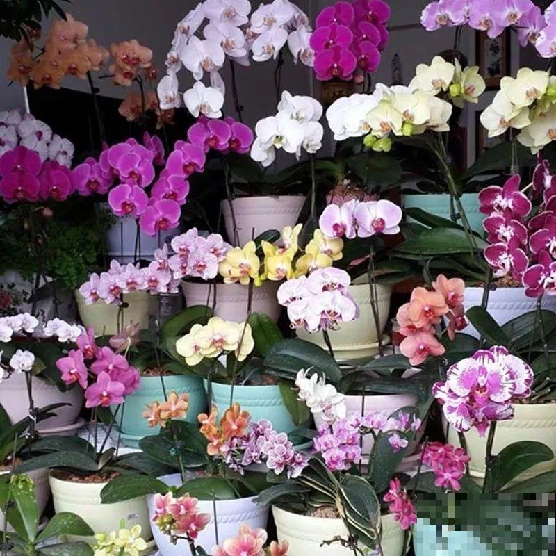 12月啦，快买“喜庆花”，能开3个月，下个月就涨价，别被