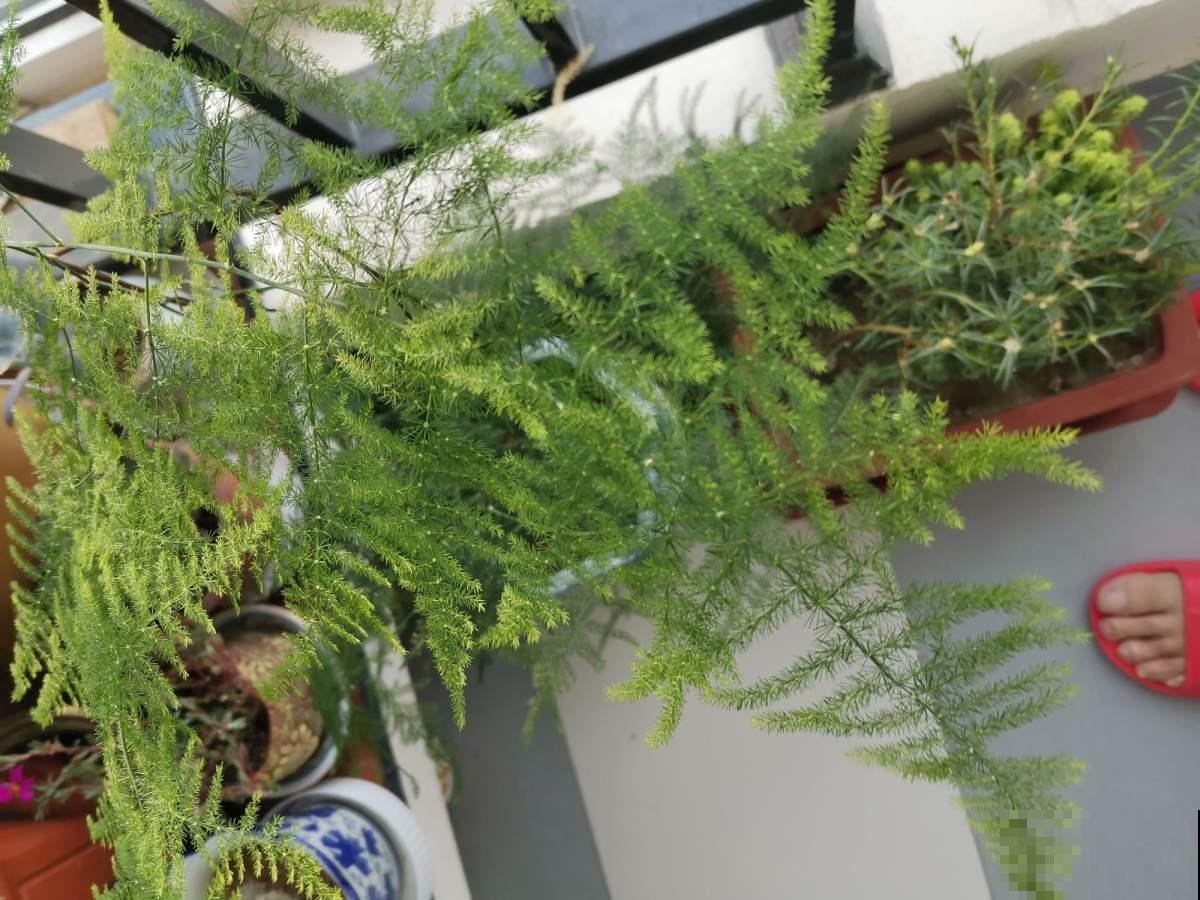 养花48字口诀,是养文竹的精髓,学会了叶子翠绿又精神 养花48字口诀,是养文竹的精髓,学会了叶子翠绿又精神