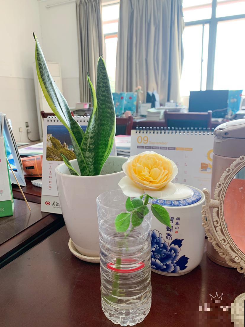 全网爆火的月季“朱丽叶”，秋冬稳稳开花，下大雪也不怕