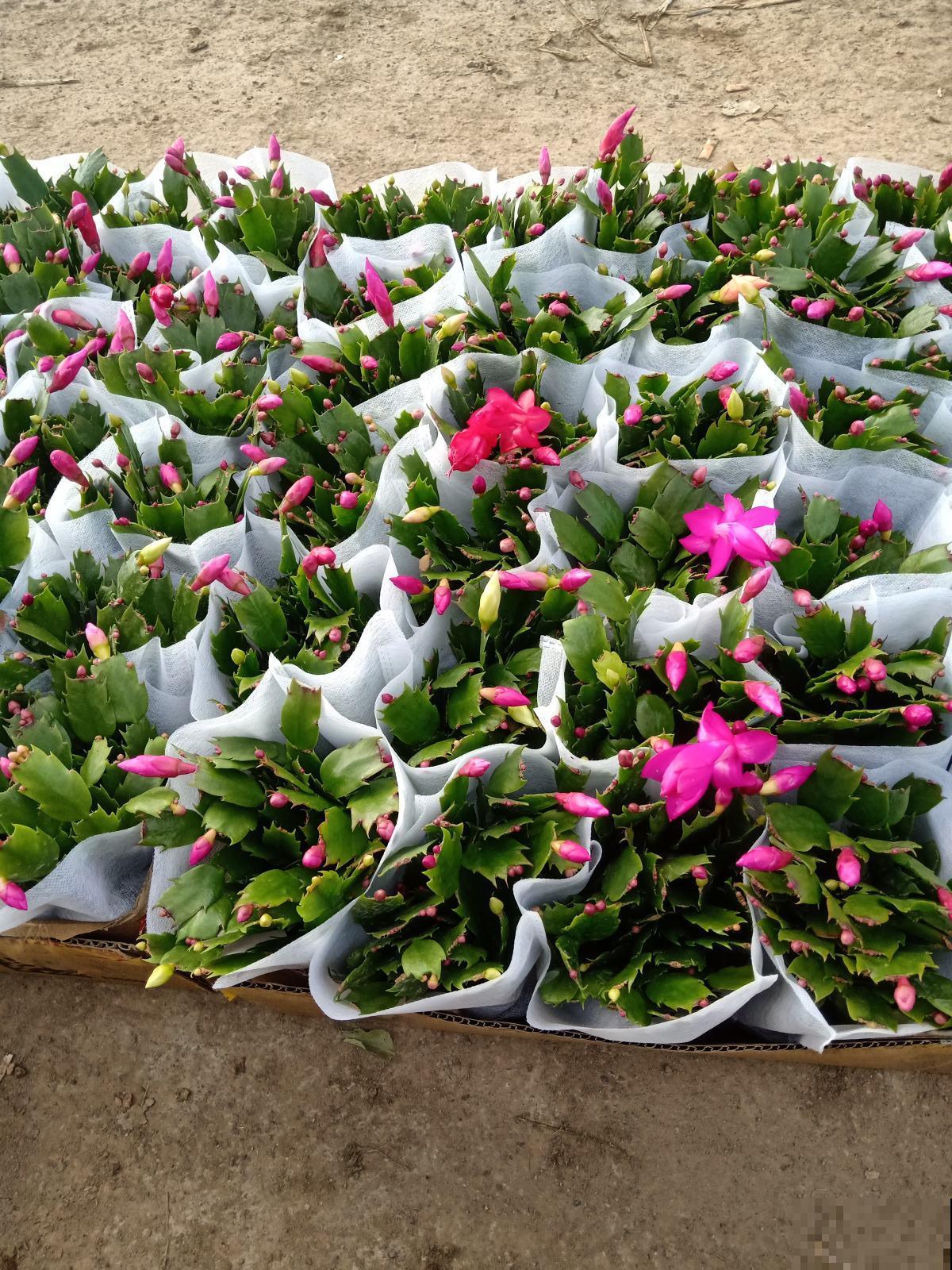 冬天养蟹爪兰只需记住2点,花骨朵能窜满枝头,满盆都开花 冬天养蟹爪兰只需记住2点,花骨朵能窜满枝头,满盆都开花