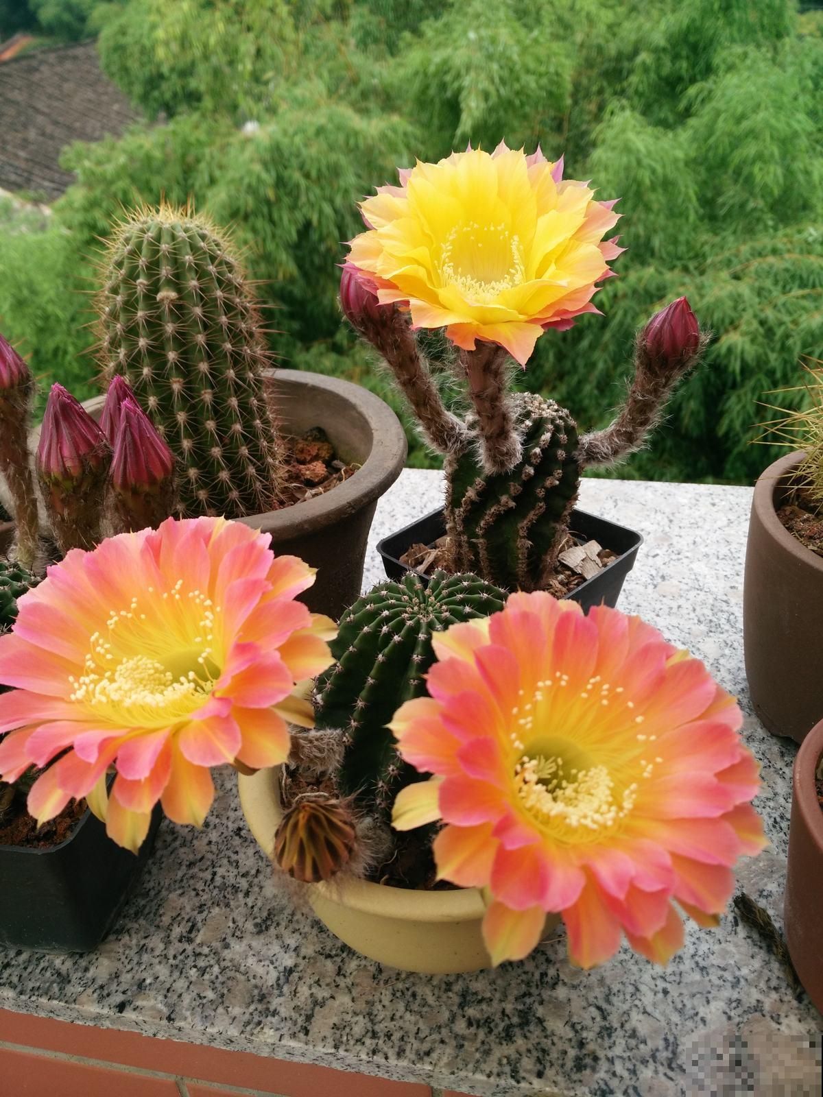 大爷养的仙人球，总是比我好，除了浇水还该怎么养