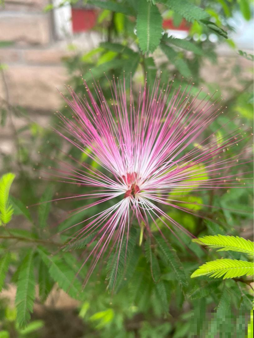 不同的酸碱度，养出的花卉也不同，千万别搞混
