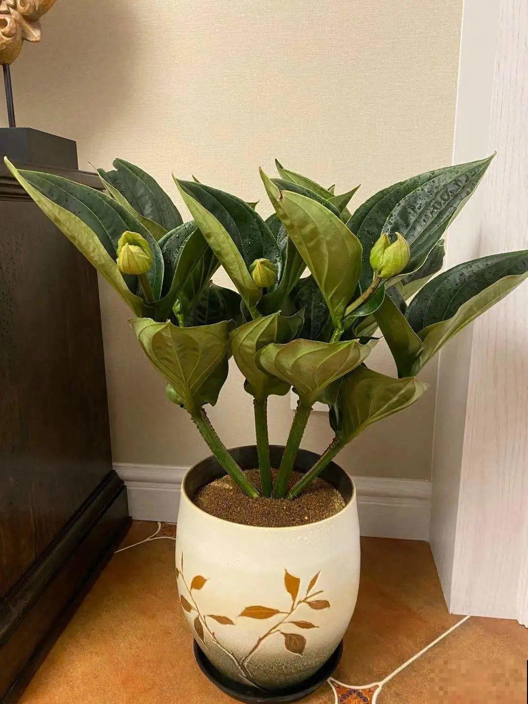 1种花叫“宝莲灯”，优雅大气富丽堂皇，妥妥的“镇店之宝”