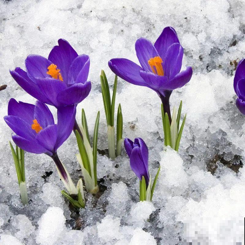 5种花长太快，容易泛滥成灾，千万别随便丢弃