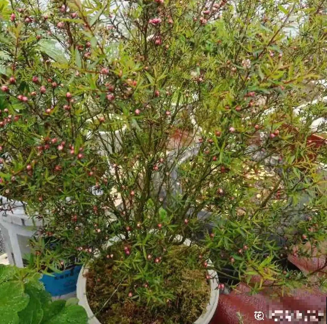 一种花像“松”又像“梅”，花色三变，易爆盆，开花持续小半年！