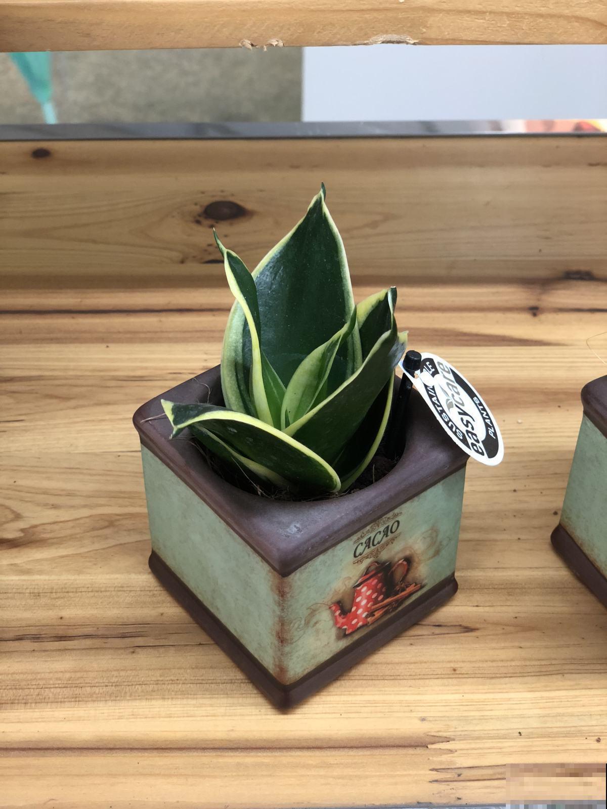 今年超火的10种网红植物，气质满满，养在家里提升格调