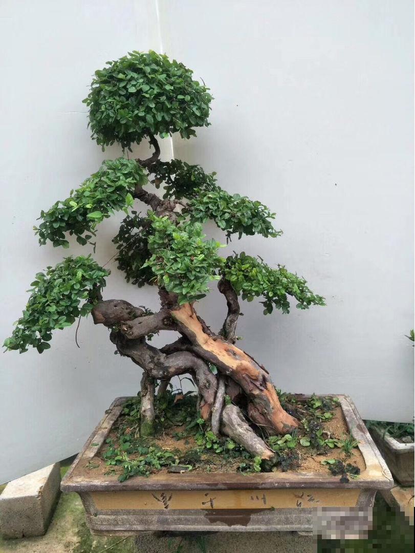 “宅后有榆，百鬼不近”，庭院里养一棵榆树，镇宅又吉祥