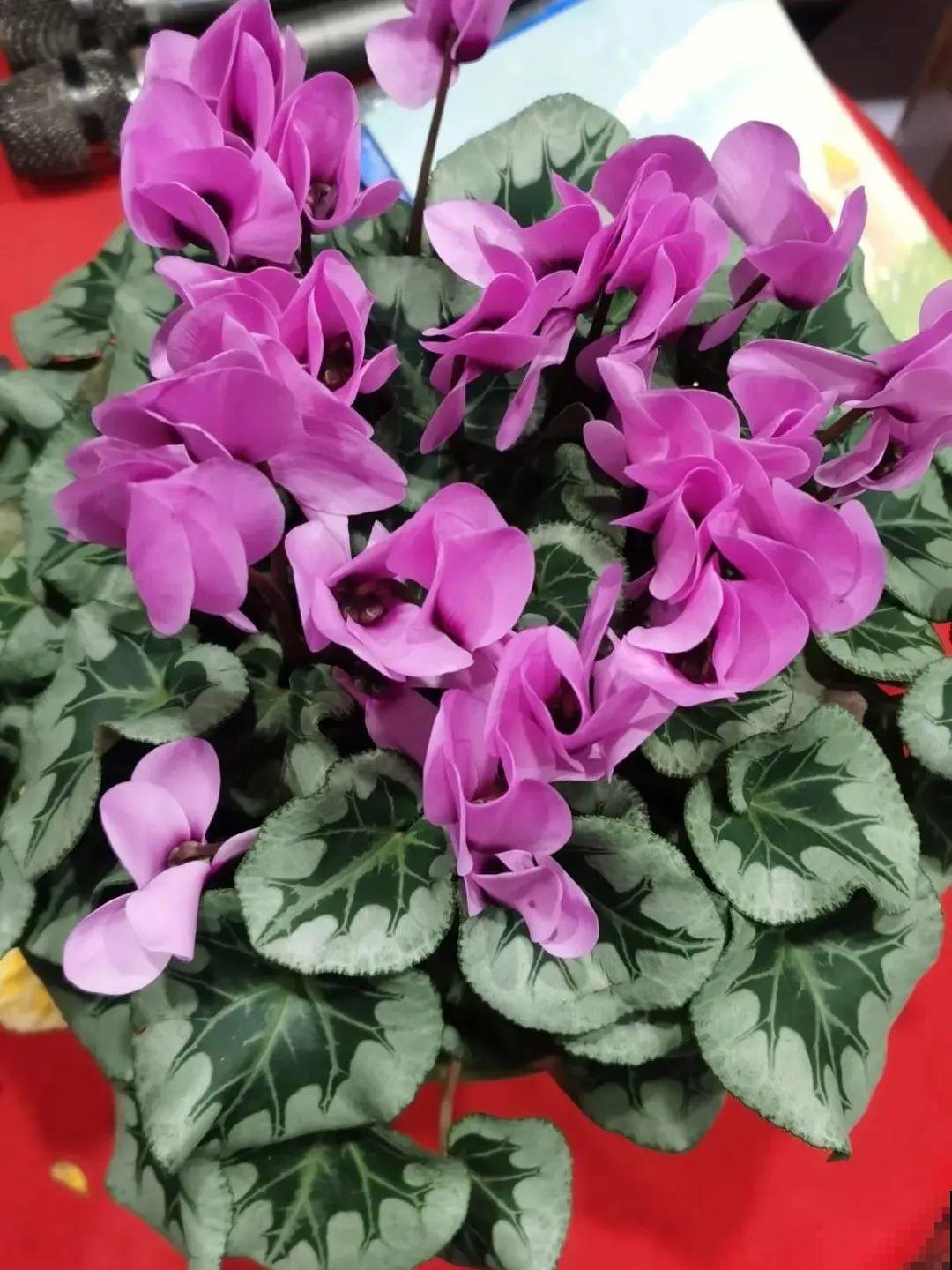 8种花，年年买，年年养死，今年可别当冤大头