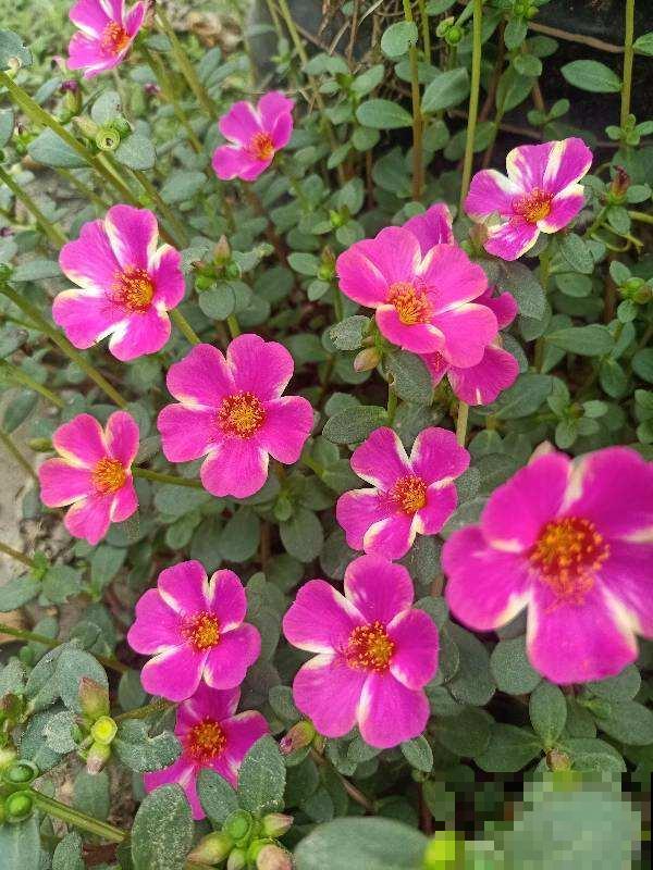 爱养花的男人,性格一定不会太差,找他准没错 爱养花的男人,性格一定不会太差,找他准没错