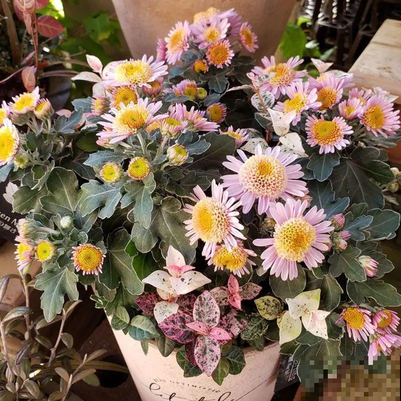 近几年新晋网红花,耐阴耐寒耐热,四季都能开花 近几年新晋网红花,耐阴耐寒耐热,四季都能开花