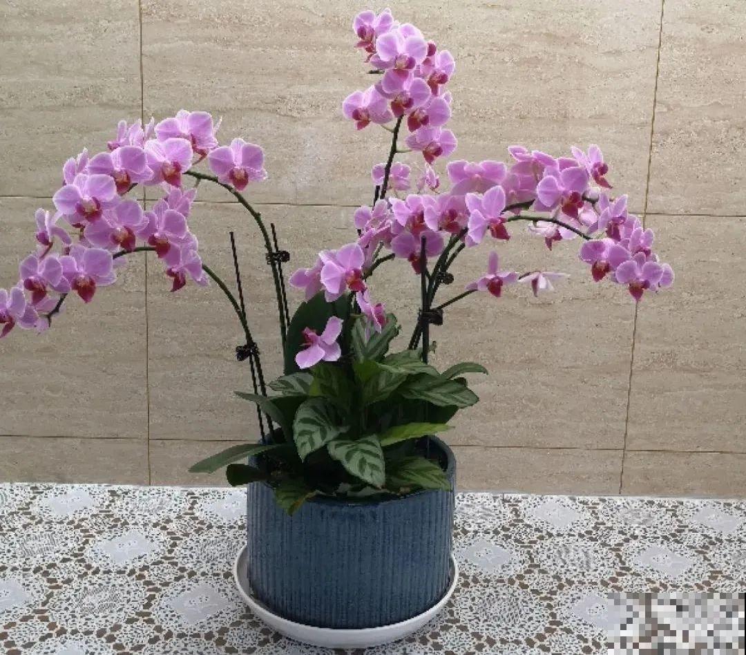 买茶花也要注意“坑”，注意5要点，叶子挺立有精神