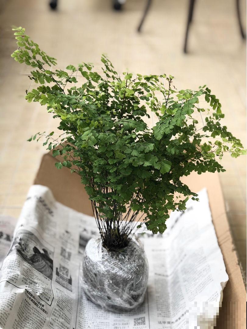 30种观叶植物,能观赏也净化空气,总有一种你养过 30种观叶植物,能观赏也净化空气,总有一种你养过