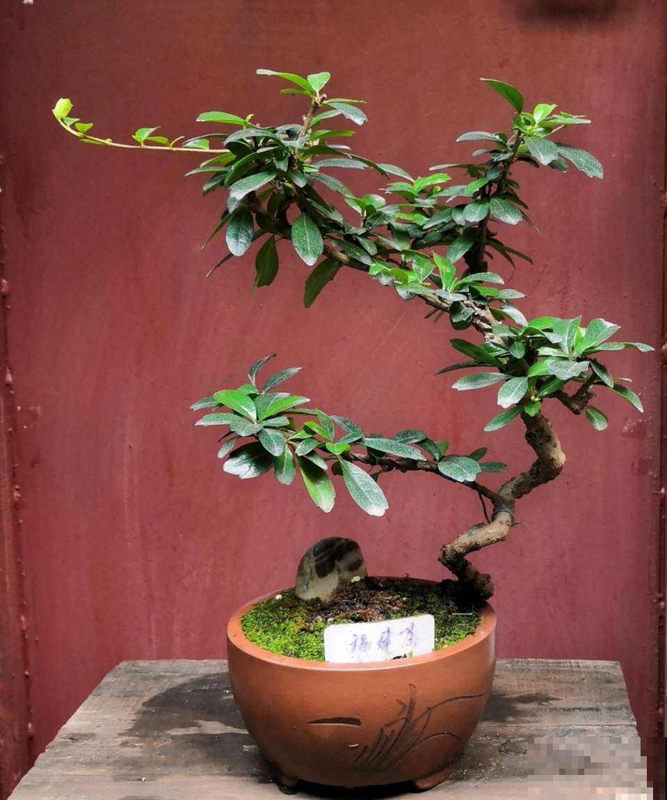 养花这么多年，“4种树”很值钱，个个都是“摇钱树”