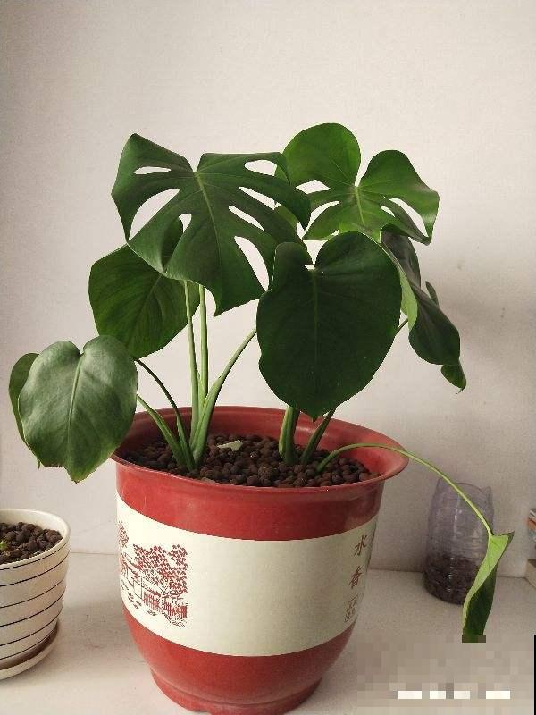 30种观叶植物,能观赏也净化空气,总有一种你养过 30种观叶植物,能观赏也净化空气,总有一种你养过