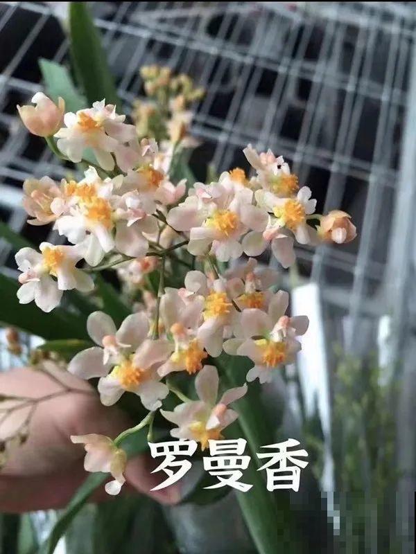 适合秋天养的文心兰,整个秋冬都开花,奶油香味十足 适合秋天养的文心兰,整个秋冬都开花,奶油香味十足