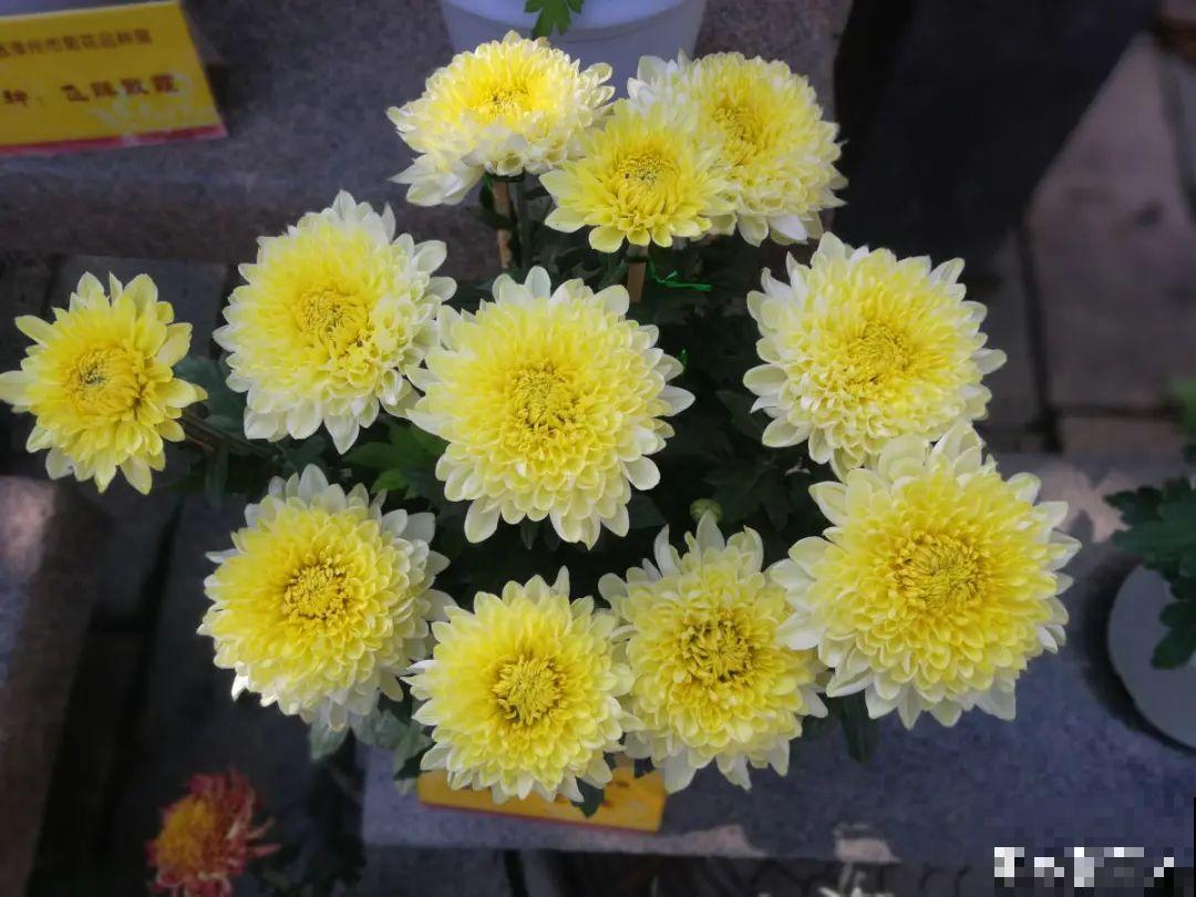 20种花，现在养正是开花好时候，再晚就过季了