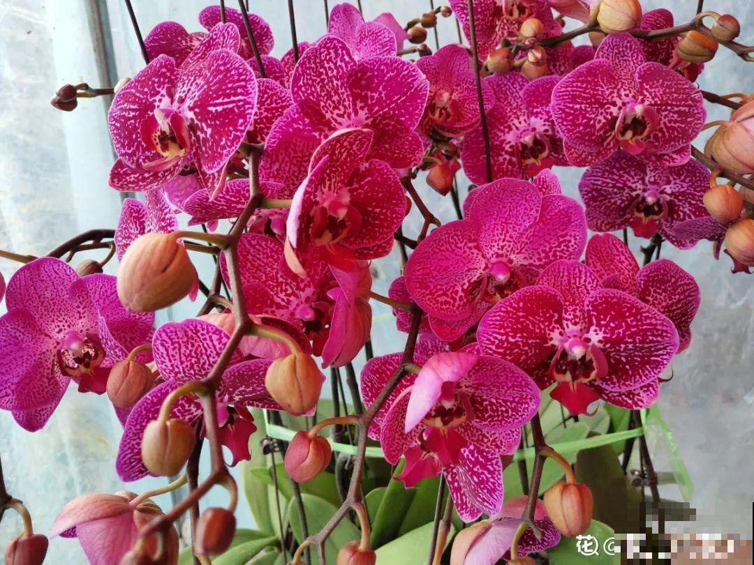 能开大半年的“蝴蝶花”,皮实耐阴好养活,养在家里喜庆热闹 能开大半年的“蝴蝶花”,皮实耐阴好养活,养在家里喜庆热闹