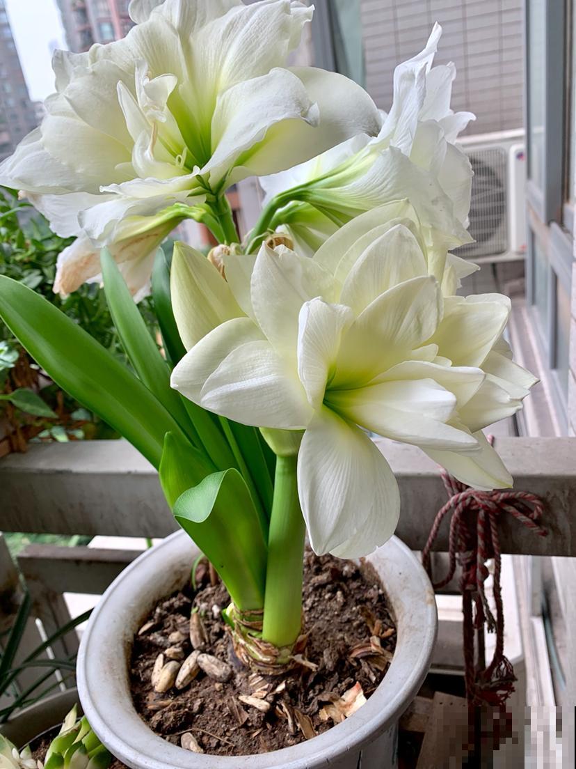 4种常见的朱顶红品种，养一盆就增色不少，开花比脸还大