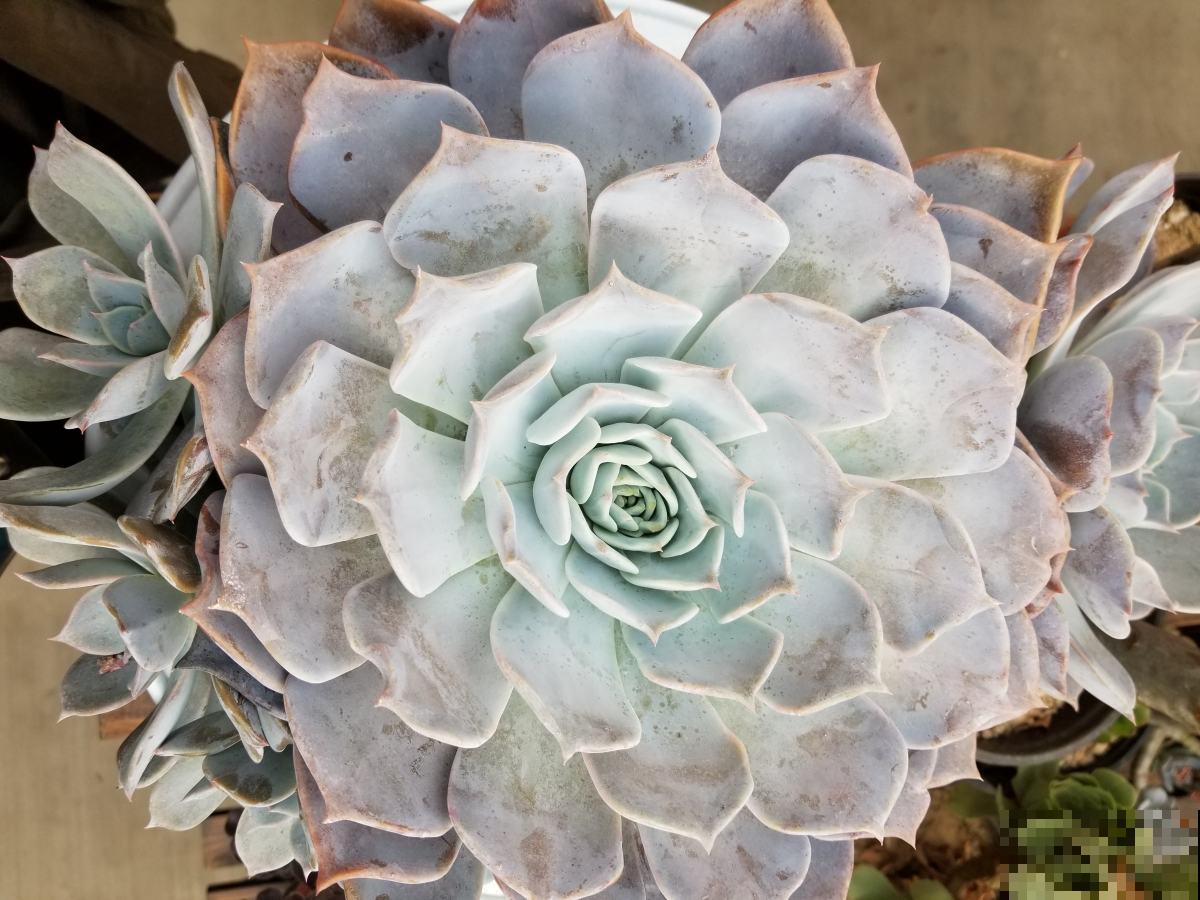 裸根多肉能活下来,并非“都是命”,上盆方法要学会 裸根多肉能活下来,并非“都是命”,上盆方法要学会