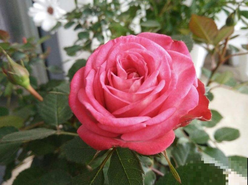 养花遇到红蜘蛛,教你3招让它“全军覆没”,简单好用 养花遇到红蜘蛛,教你3招让它“全军覆没”,简单好用