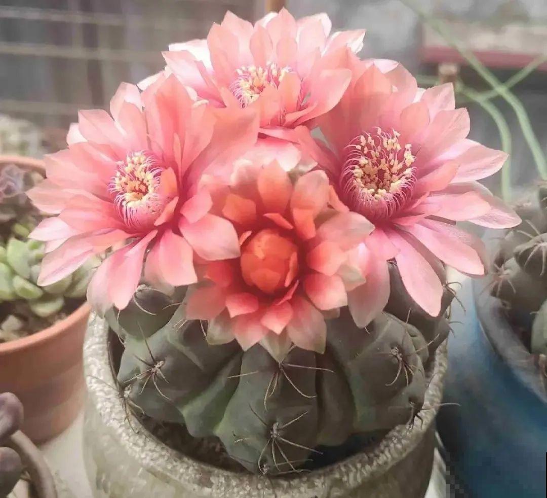 10种花，冬天别喷水，越喷越烂叶，变成光杆特丑