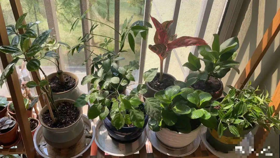 冬天6类花,叶片和花苞别喷水,一喷就烂了 冬天6类花,叶片和花苞别喷水,一喷就烂了