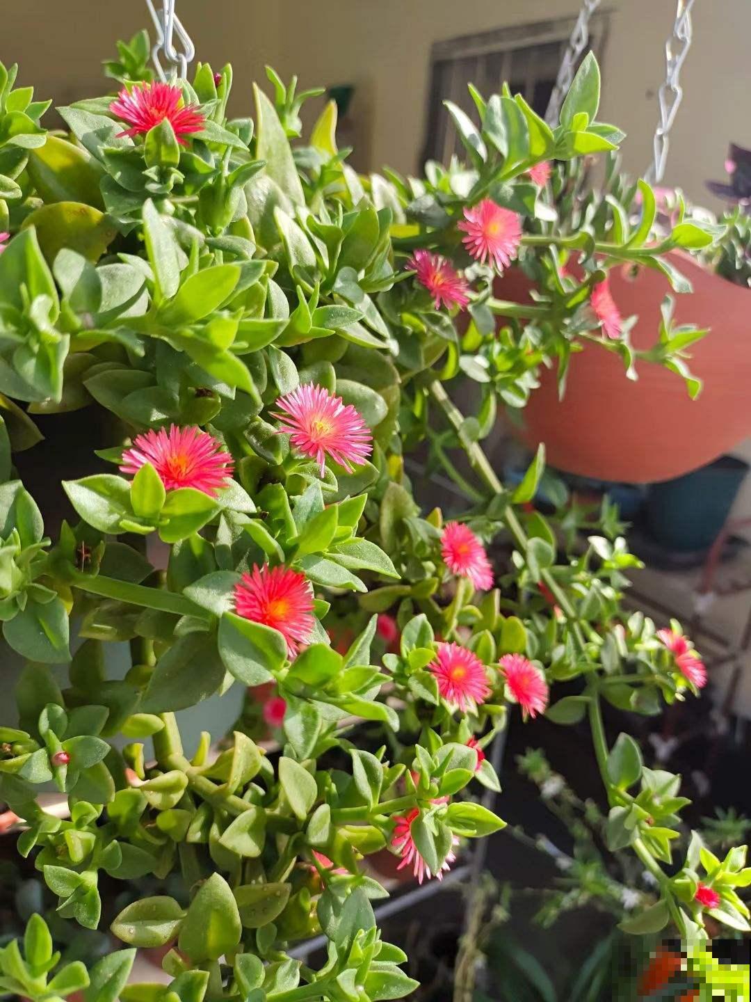 不用花钱买的3种花,去邻居家剪个枝,插在土里就能活 不用花钱买的3种花,去邻居家剪个枝,插在土里就能活