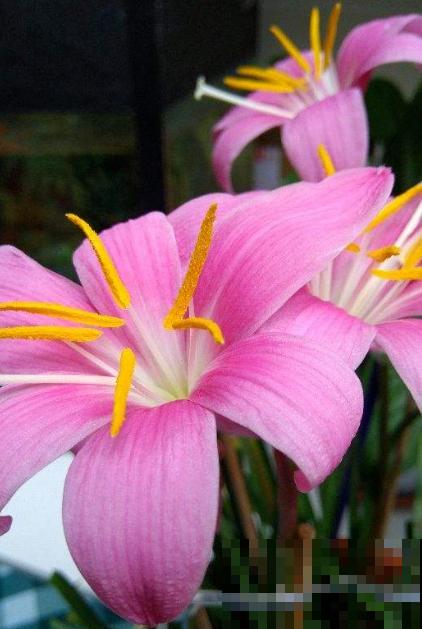 爱养花的男人，性格一定不会太差，找他准没错