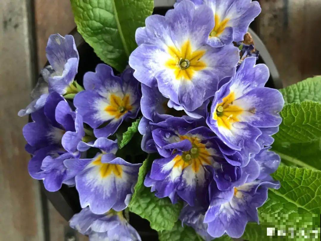 开花糖果色植物，个位数的价格就能买到，品种多，花期长