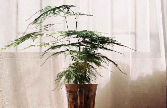 养花和性格息息相关，你是什么性格，就喜欢养什么花，你同意吗