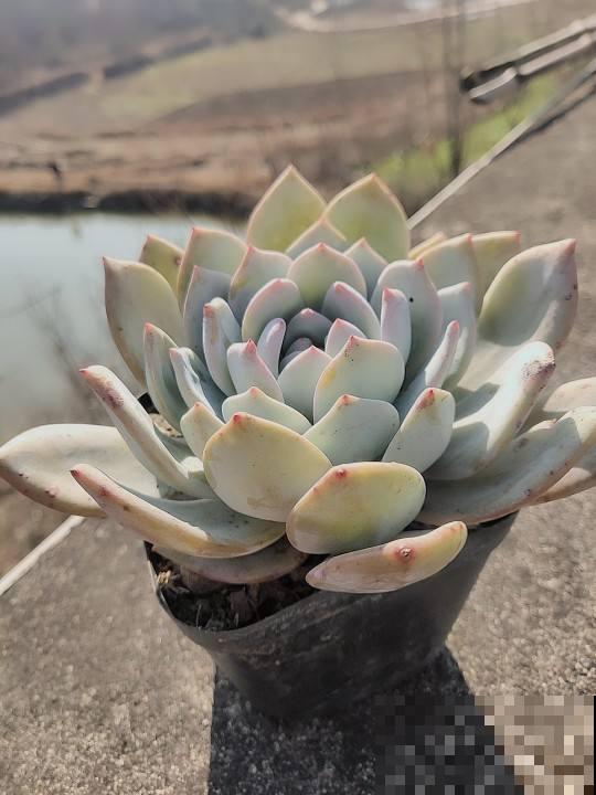 养花千万别用1种盆，花种上就容易烂根，另外4种花盆随便用