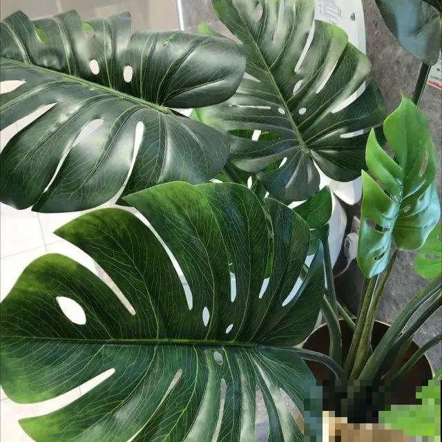 屋里养5种花，净化空气效果好，还特湿润