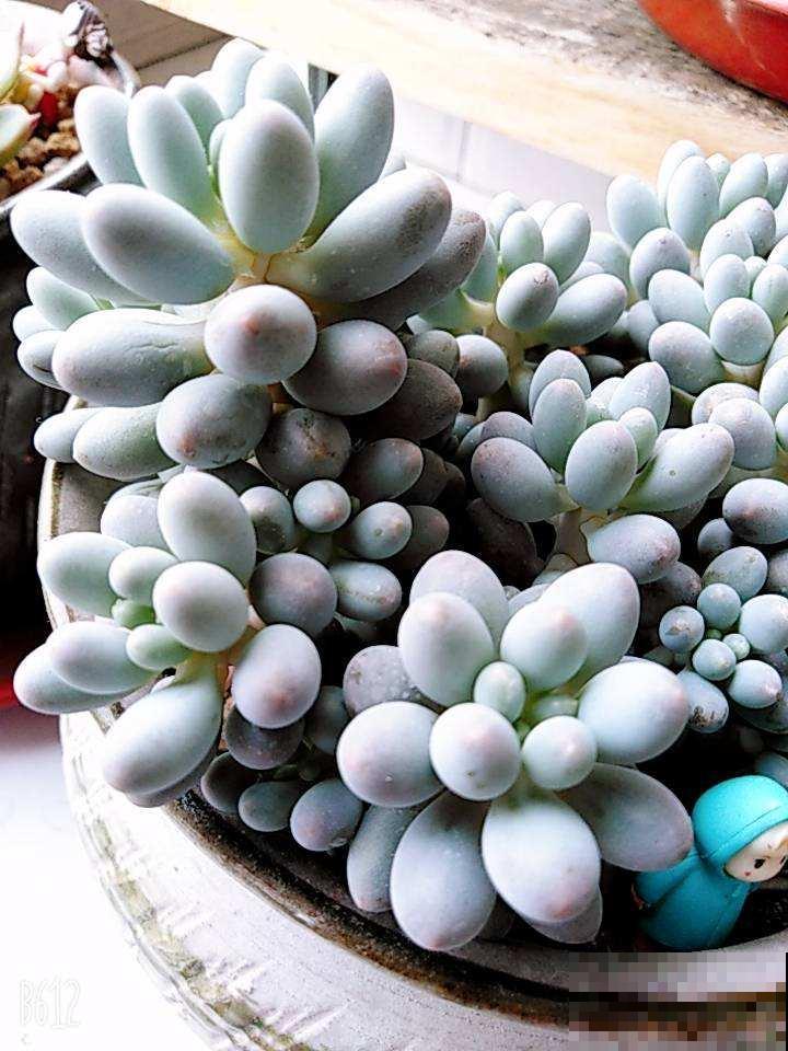 秋天的多肉还“瘦不拉几”,学会4个方法,多肉胖乎乎招人爱 秋天的多肉还“瘦不拉几”,学会4个方法,多肉胖乎乎招人爱