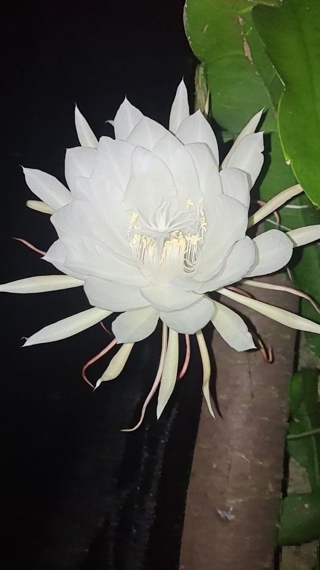 秋天常见的60种花，最全花卉图谱，收藏起来慢慢看