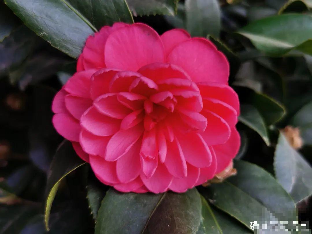 养花“急救”方法，1步搞定，别越拖越严重！