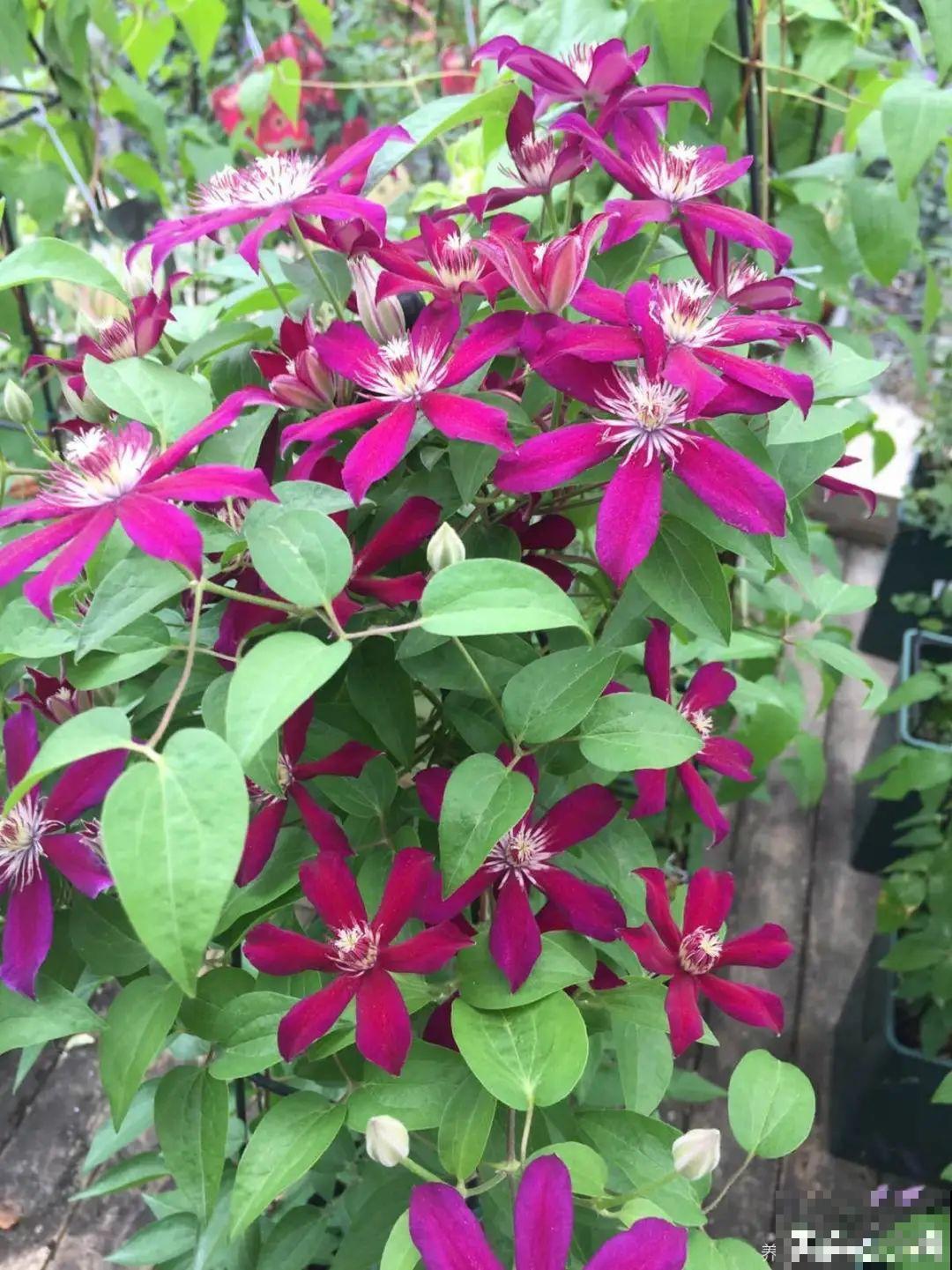 藤本植物的颜值王者,开花成瀑布,-20度冻不死! 藤本植物的颜值王者,开花成瀑布,-20度冻不死!