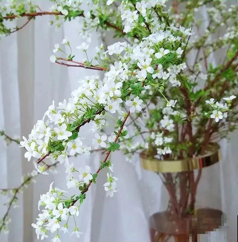 1种花叫“雪柳”，剪几根枝插水里，7天长叶，一个月开花，绝美