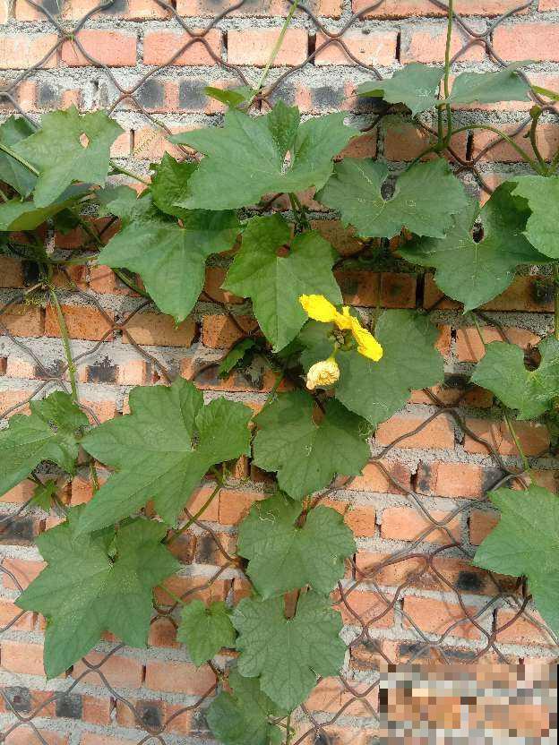 不到100块穷装院子,种了满院子蔬菜,这下省了买菜钱 不到100块穷装院子,种了满院子蔬菜,这下省了买菜钱