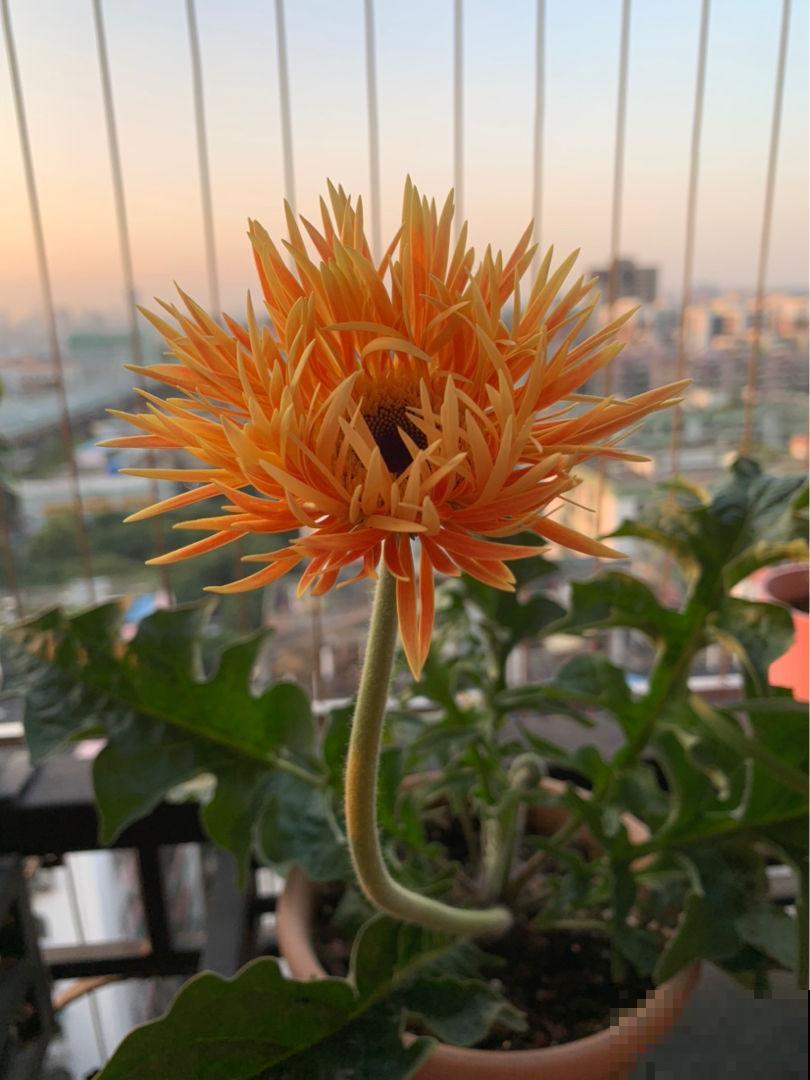 室内种点非洲菊，净化空气的小能手，还能“补贴家用”