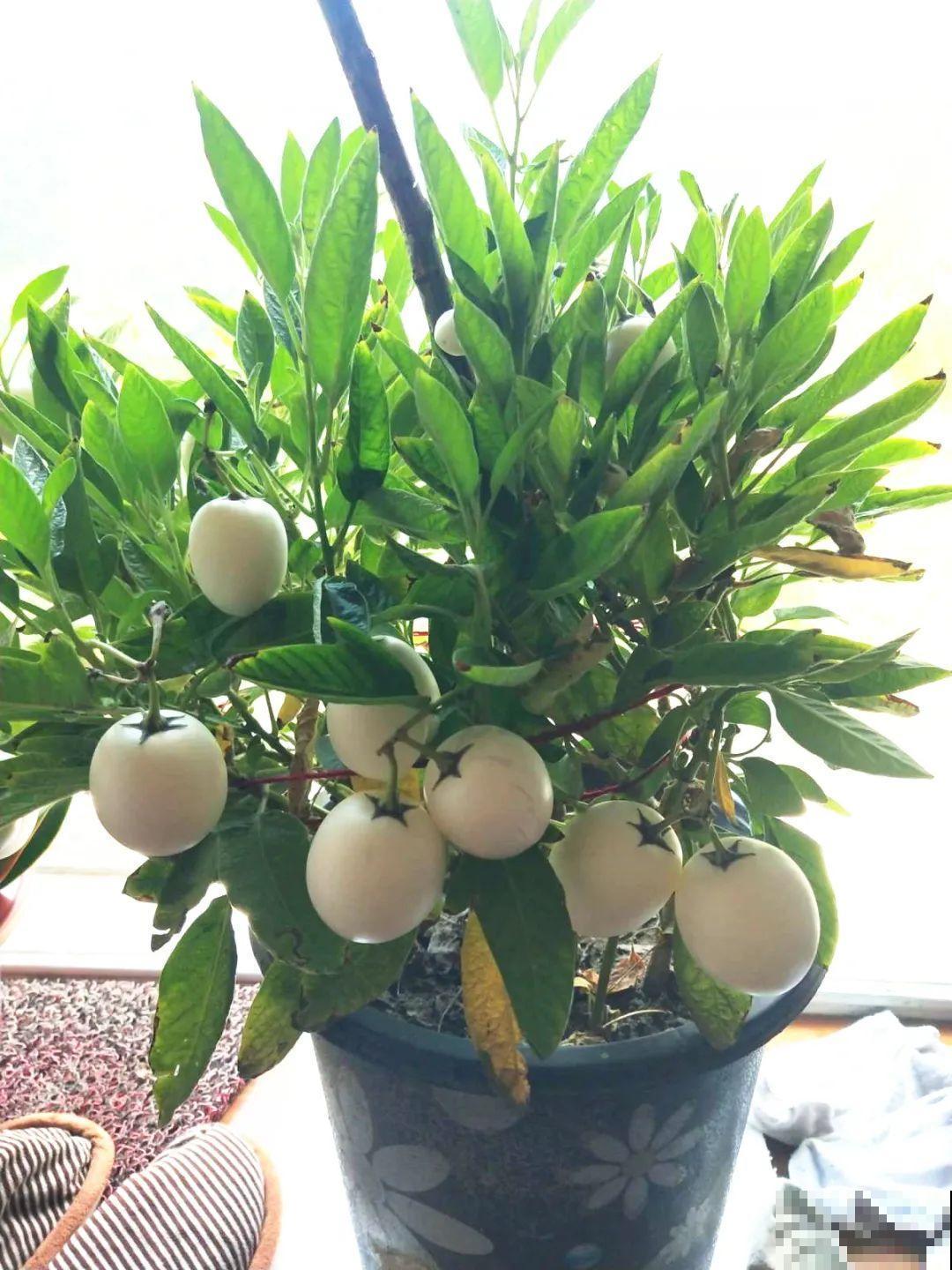 1种花俗称“摇钱树”，满盆长满小元宝，大吉大利，好看吉祥！